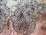 Caloplaca variabilis image