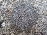 Caloplaca variabilis image