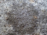Caloplaca variabilis image