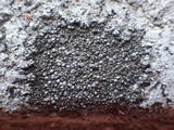 Caloplaca variabilis image