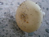 Amanita multisquamosa image