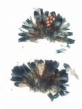 Caloplaca variabilis image