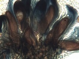 Caloplaca variabilis image
