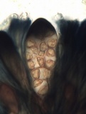 Caloplaca variabilis image