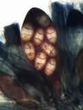 Caloplaca variabilis image