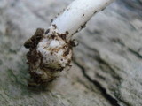 Amanita pachysperma image