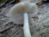 Amanita pachysperma image