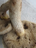 Retiboletus griseus image