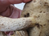 Retiboletus griseus image