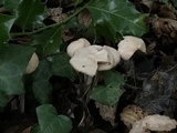 Gymnopus confluens image