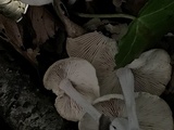 Gymnopus confluens image