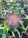 Tylopilus sordidus image