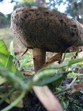 Tylopilus sordidus image