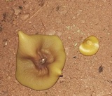 Peziza domiciliana image