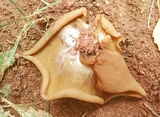 Peziza domiciliana image