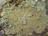 Flavoparmelia soredians image