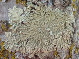Flavoparmelia soredians image