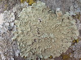 Flavoparmelia soredians image