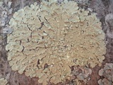 Flavoparmelia soredians image