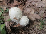 Amanita canescens image