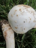 Amanita canescens image