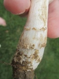 Amanita canescens image