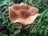 Inocybe unicolor image
