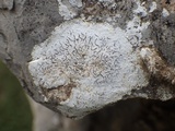 Opegrapha durieui image