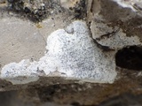 Opegrapha durieui image