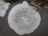 Opegrapha durieui image