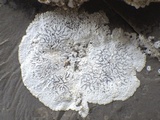 Opegrapha durieui image