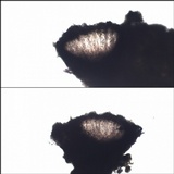 Opegrapha durieui image