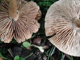Inocybe unicolor image