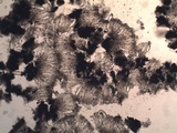 Opegrapha durieui image