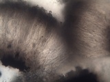 Opegrapha durieui image
