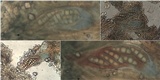Opegrapha durieui image