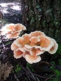 Laetiporus cincinnatus image