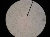 Inocybe unicolor image