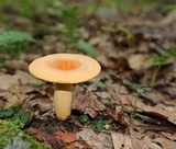 Lactarius volemus image