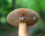 Lactarius volemus image