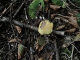 Tricholoma sulphureum image