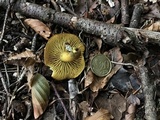 Tricholoma sulphureum image