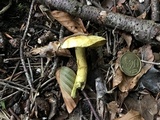 Tricholoma sulphureum image