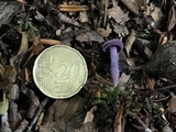 Laccaria amethystina image