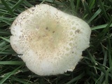 Russula parvovirescens image