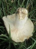 Russula parvovirescens image