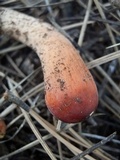 Clavariadelphus occidentalis image