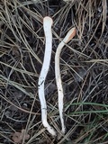 Clavariadelphus occidentalis image