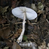 Leucocoprinus cepistipes image