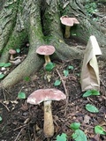 Tylopilus rubrobrunneus image